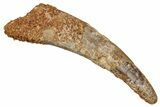 Large, Fossil Pterosaur (Siroccopteryx) Tooth - Morocco #354870-1